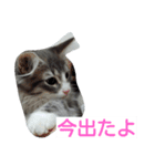 猫のミラちゃん（個別スタンプ：13）