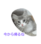 猫のミラちゃん（個別スタンプ：14）