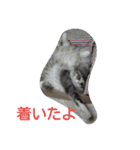 猫のミラちゃん（個別スタンプ：16）