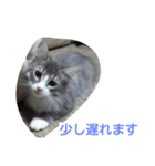 猫のミラちゃん（個別スタンプ：17）