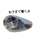 猫のミラちゃん（個別スタンプ：18）
