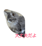 猫のミラちゃん（個別スタンプ：19）