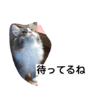 猫のミラちゃん（個別スタンプ：20）