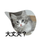 猫のミラちゃん（個別スタンプ：21）