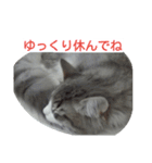 猫のミラちゃん（個別スタンプ：23）