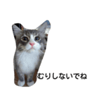 猫のミラちゃん（個別スタンプ：24）