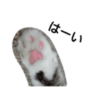 猫のミラちゃん（個別スタンプ：28）