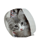 猫のミラちゃん（個別スタンプ：30）