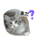 猫のミラちゃん（個別スタンプ：32）