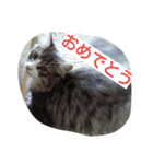 猫のミラちゃん（個別スタンプ：33）
