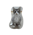 猫のミラちゃん（個別スタンプ：34）