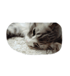 猫のミラちゃん（個別スタンプ：36）