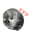 猫のミラちゃん（個別スタンプ：37）