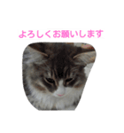 猫のミラちゃん（個別スタンプ：39）