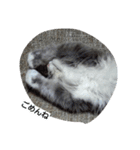 猫のミラちゃん（個別スタンプ：40）