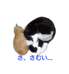 tetsu ＆ komugi lovely cats 2（個別スタンプ：1）
