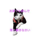 tetsu ＆ komugi lovely cats 2（個別スタンプ：2）