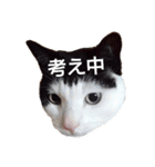 tetsu ＆ komugi lovely cats 2（個別スタンプ：13）