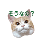 tetsu ＆ komugi lovely cats 2（個別スタンプ：15）