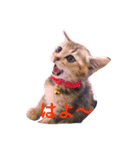 猫ぐら（個別スタンプ：1）