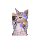 猫ぐら（個別スタンプ：2）