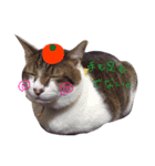 猫ぐら（個別スタンプ：4）