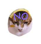 猫ぐら（個別スタンプ：8）