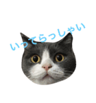 ブリティッシュ メルちゃん（個別スタンプ：3）