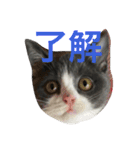 ブリティッシュ メルちゃん（個別スタンプ：6）
