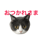 ブリティッシュ メルちゃん（個別スタンプ：13）