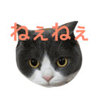 ブリティッシュ メルちゃん（個別スタンプ：14）