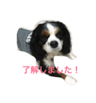 ハッピーとラブ（個別スタンプ：2）