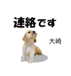 大崎さんが使う名前スタンプ・子犬イラスト（個別スタンプ：25）