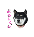 sibainu yuchan（個別スタンプ：16）