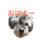 おじいちゃん犬のつぶやき（個別スタンプ：1）