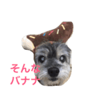 おじいちゃん犬のつぶやき（個別スタンプ：2）