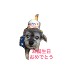 おじいちゃん犬のつぶやき（個別スタンプ：3）