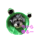 おじいちゃん犬のつぶやき（個別スタンプ：4）