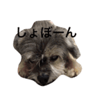 おじいちゃん犬のつぶやき（個別スタンプ：5）