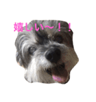 おじいちゃん犬のつぶやき（個別スタンプ：8）