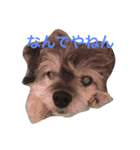 おじいちゃん犬のつぶやき（個別スタンプ：9）