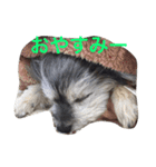 おじいちゃん犬のつぶやき（個別スタンプ：11）