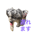 おじいちゃん犬のつぶやき（個別スタンプ：13）