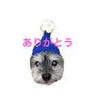 おじいちゃん犬のつぶやき（個別スタンプ：14）