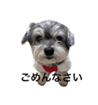 おじいちゃん犬のつぶやき（個別スタンプ：15）