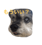 おじいちゃん犬のつぶやき（個別スタンプ：16）