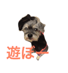 おじいちゃん犬のつぶやき（個別スタンプ：17）