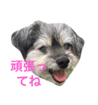 おじいちゃん犬のつぶやき（個別スタンプ：19）