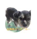 おじいちゃん犬のつぶやき（個別スタンプ：20）