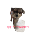 おじいちゃん犬のつぶやき（個別スタンプ：22）